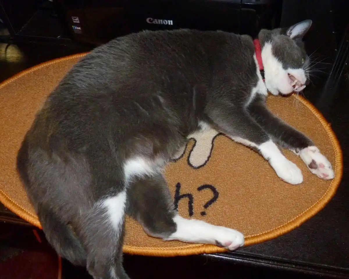 Thunder's Take: Working from Home is Truly Exhausting!