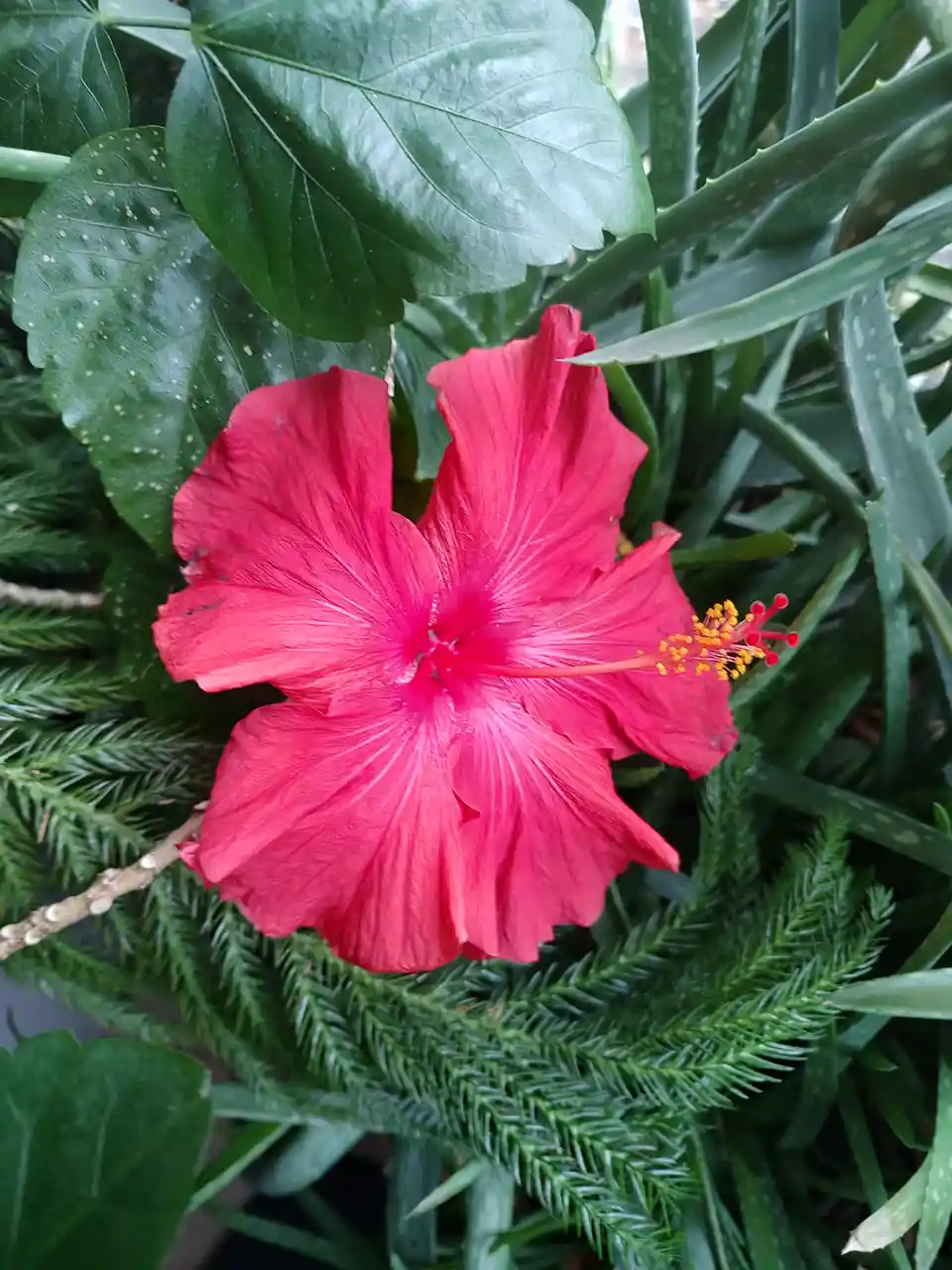 A vibrant red hibiscus flower with prominent yellow stamens is centered in the frame, surrounded by various green foliage…