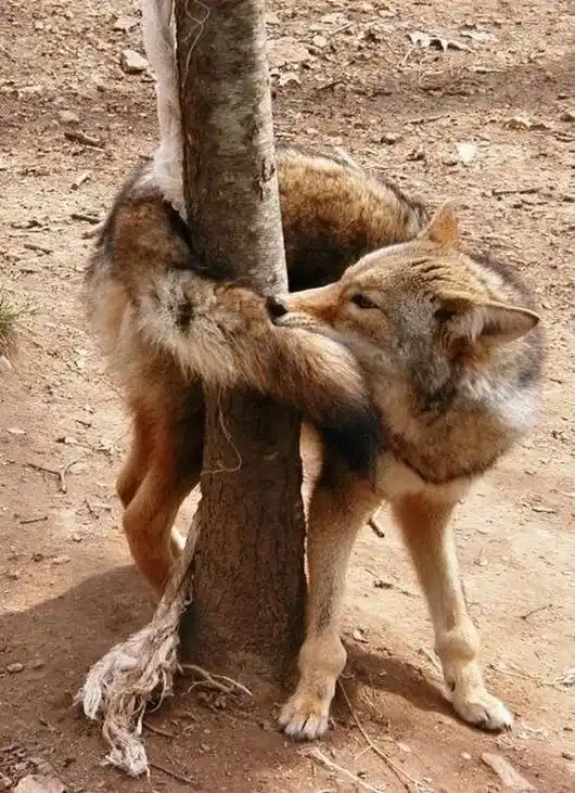 A coyote is wrapped around a tree trunk, appearing to hug it with its front legs while its head rests against the bark. The…