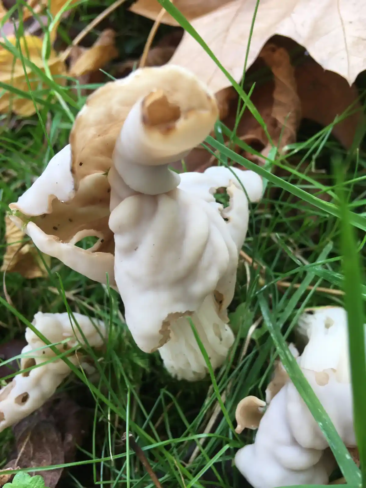 A close-up photo shows a cluster of pale, irregularly shaped mushrooms growing in green grass and among brown fallen leaves…