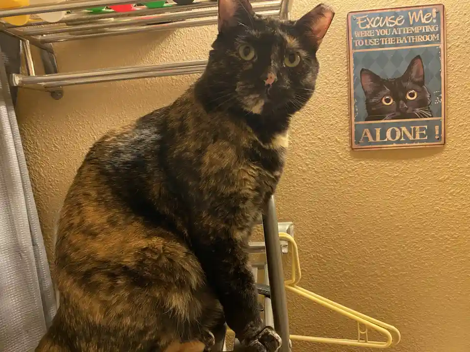 A tortoiseshell cat sits on a metal rack in a bathroom, looking directly at the camera with wide eyes. Behind it, a…