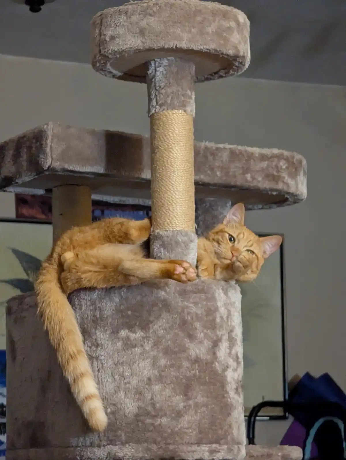 An orange tabby cat is lounging on a multi-level cat tree, stretched out with one paw resting on the central post. The cat…