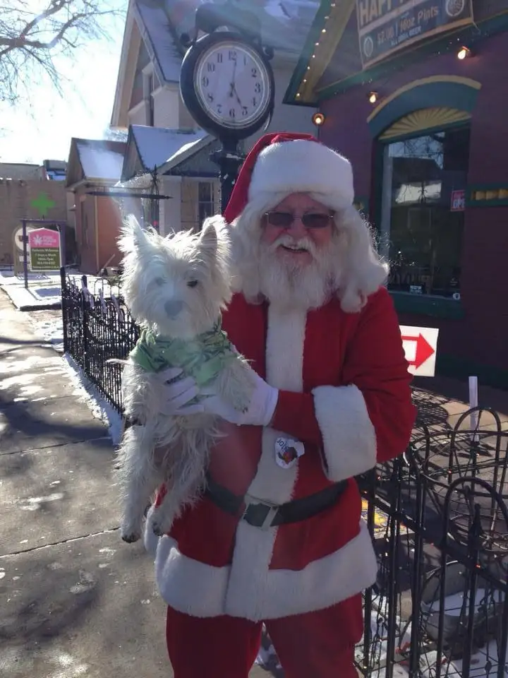A man dressed as Santa Claus, wearing sunglasses and a full red suit with white trim, holds a small white West Highland…