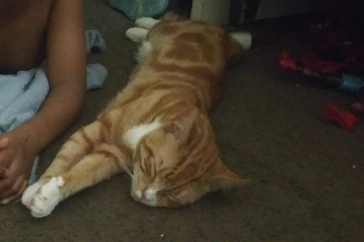 An orange tabby cat with white paws is lying on its side on a carpet, stretched out with eyes closed, appearing deeply…