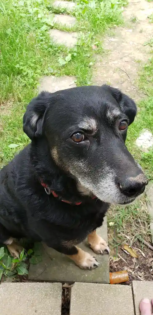 A close-up photo of an older black dog with white muzzle and eyebrows, sitting on a stone path surrounded by grass. The dog…
