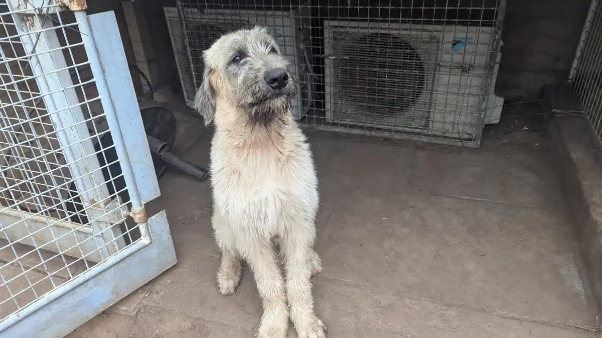 A scruffy, light-colored dog with matted fur sits upright on a concrete floor inside a metal wire cage, looking upward with…