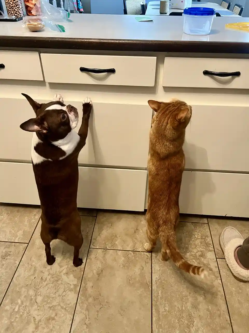 A brown and white Boston Terrier and an orange tabby cat both stand on their hind legs, reaching up with their front paws…