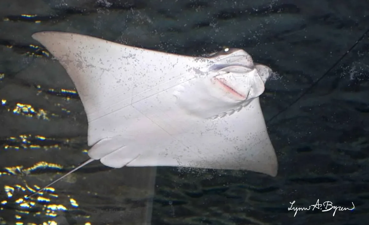 A close-up photo of a large, light-colored manta ray swimming in dark water, its mouth open in a wide, toothy grin that…
