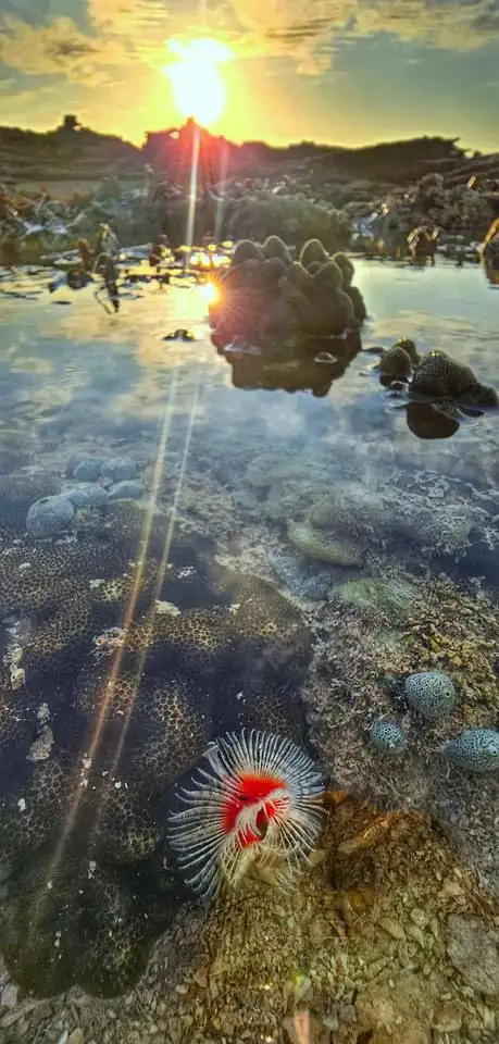 A close-up photo of a colorful sea anemone with red and white tentacles in shallow, clear water, with a bright sun setting…