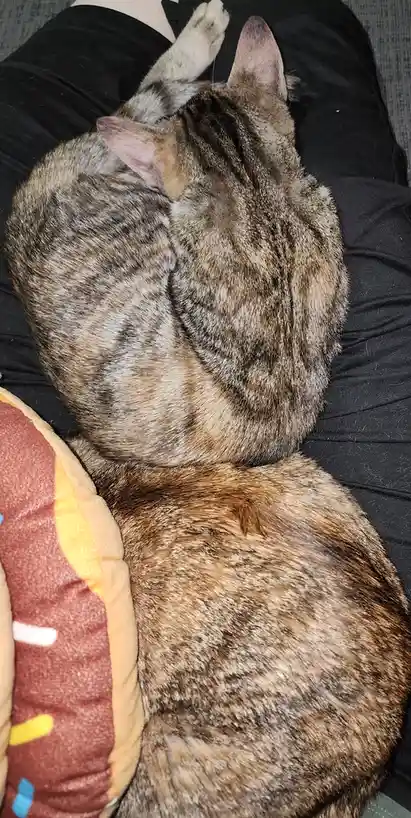 Two tabby cats are curled up sleeping on a person's lap, one with a paw raised, next to a plush donut pillow. The overlaid…