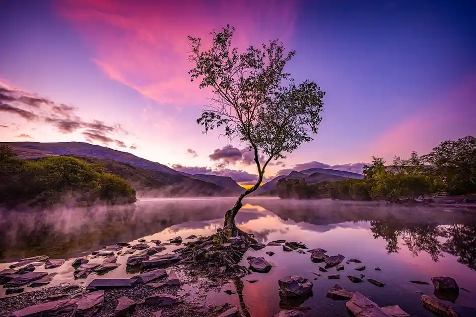 A serene landscape photo shows a lone tree growing from rocks at the edge of a misty lake, with mountains and a vibrant pink…