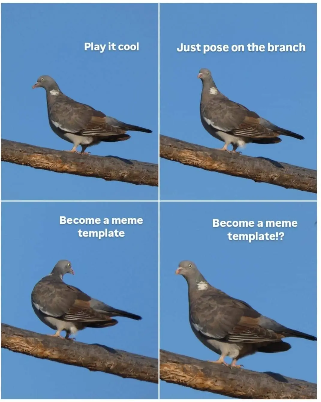 A four-panel meme featuring a single grey pigeon perched on a branch against a clear blue sky. Each panel shows the same…