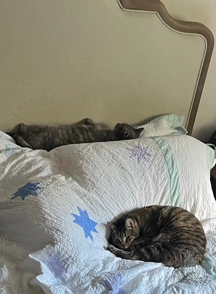 Two tabby cats are sleeping on a bed with a white quilt featuring blue and purple star patterns; one cat is curled up in the…