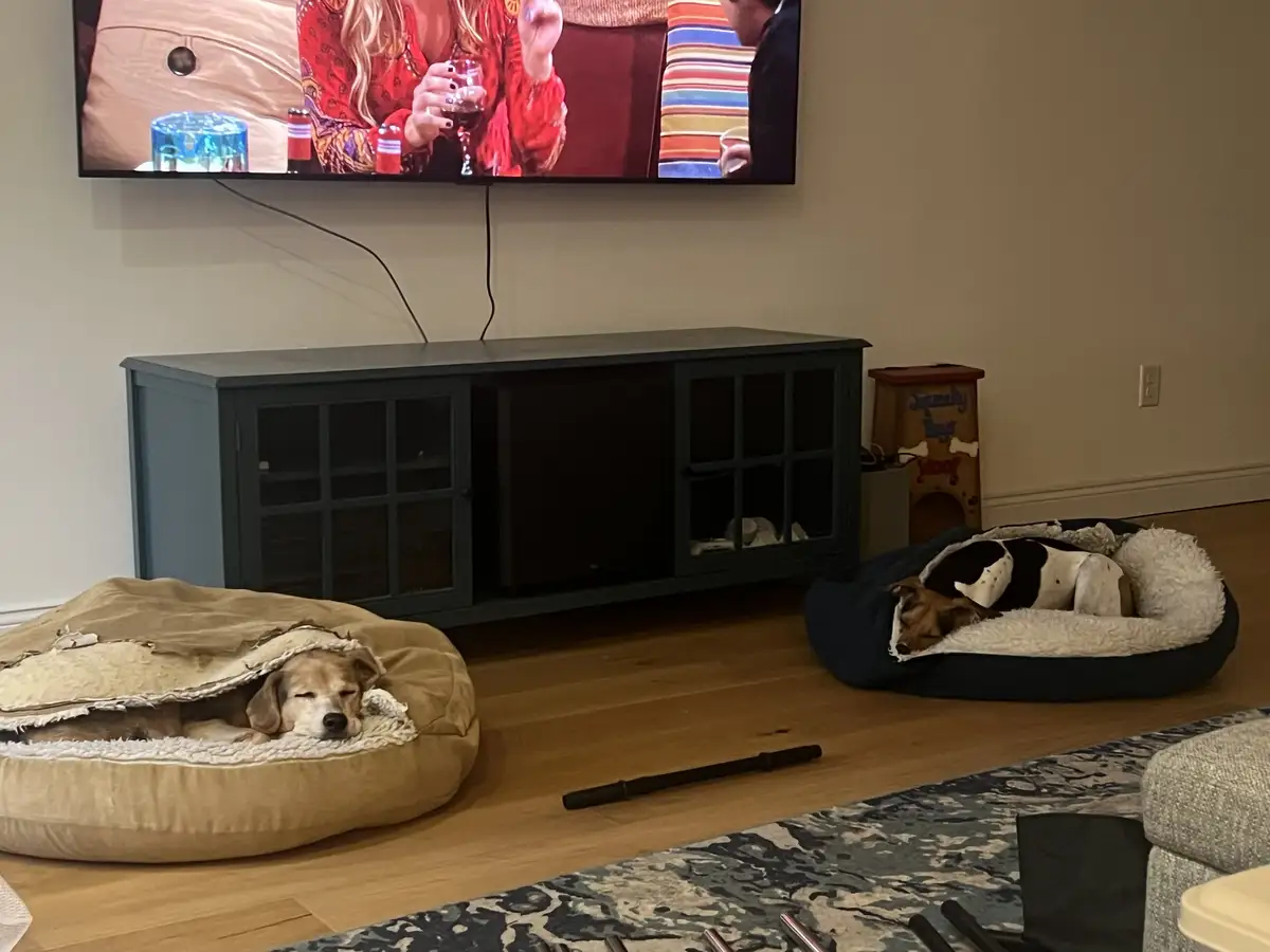 Two dogs are peacefully sleeping in separate dog beds on a hardwood floor in a living room, directly in front of a TV that…