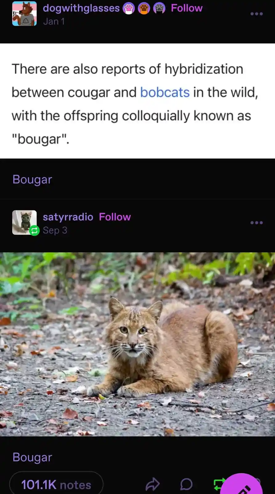 The image shows a bobcat lying on a dirt path with leaves, looking directly at the camera. Overlaid text states that…