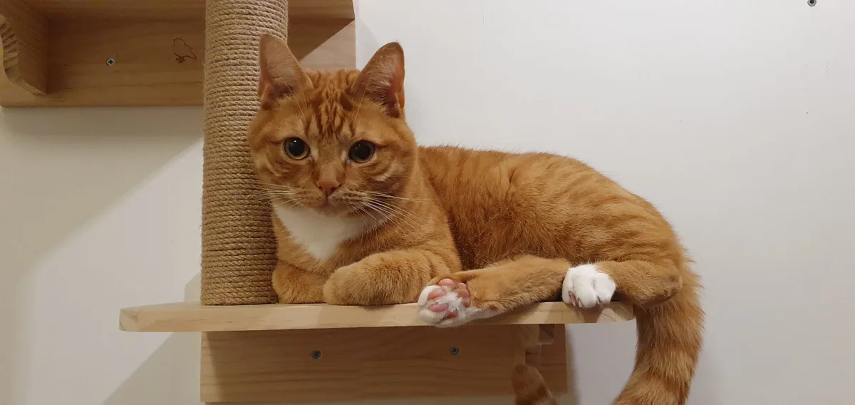 An orange tabby cat with white paws and chest is lounging on a wooden shelf of a cat tree, looking directly at the camera…