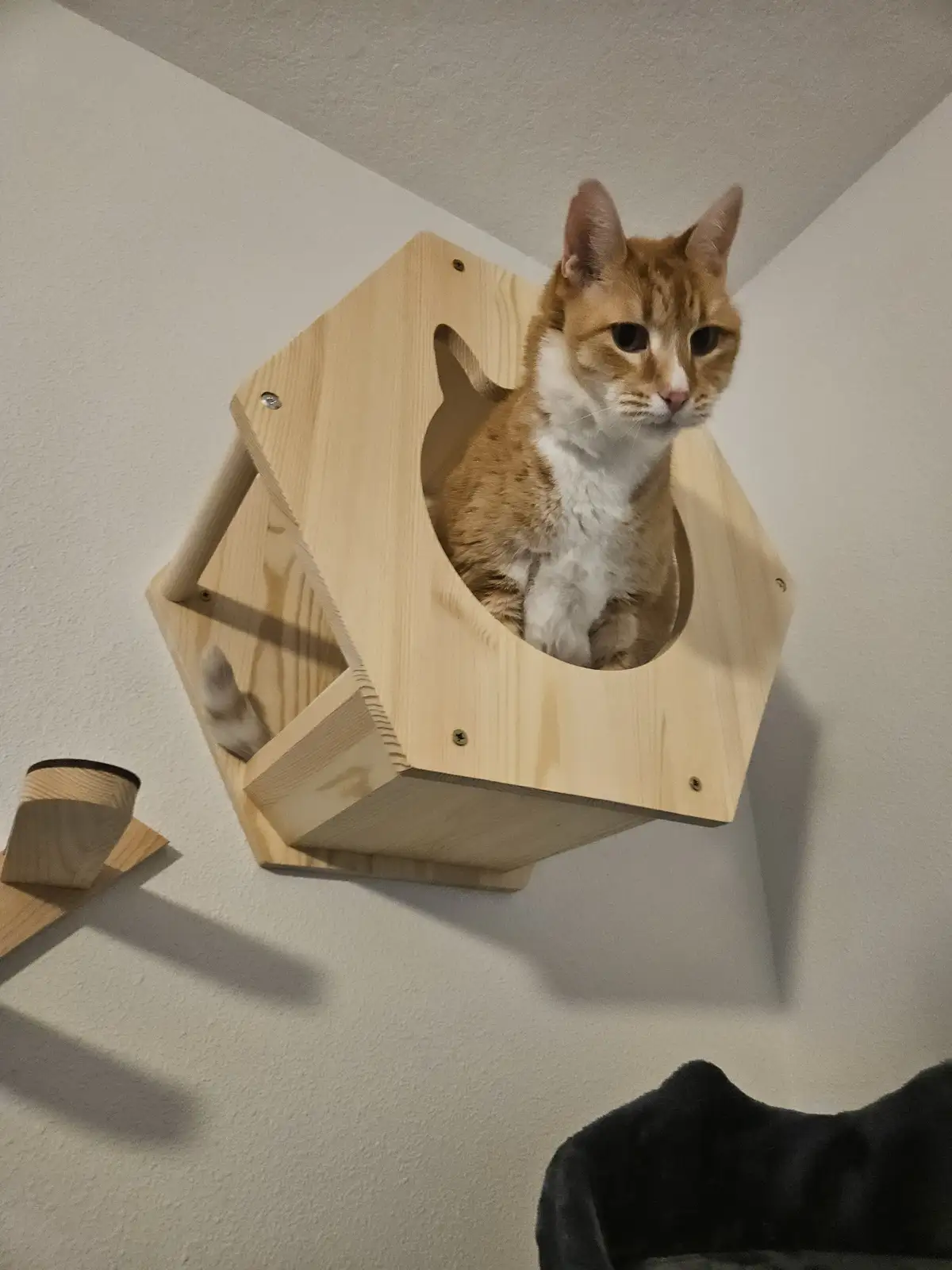 An orange and white cat sits inside a wooden, hexagonal wall-mounted cat bed, looking directly at the camera with a calm…
