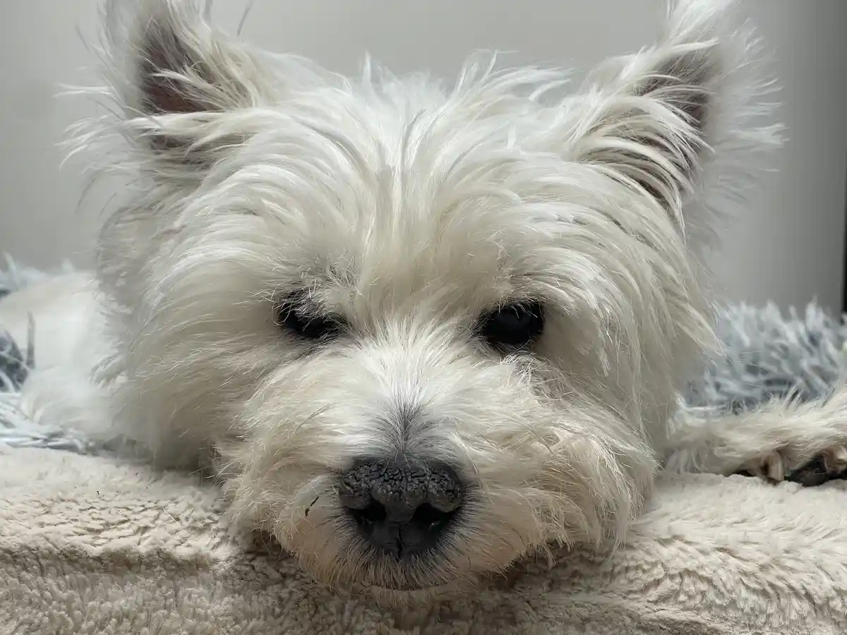A close-up photo of a fluffy white dog with tired, half-lidded eyes lying on a soft, textured blanket. The dog's expression…