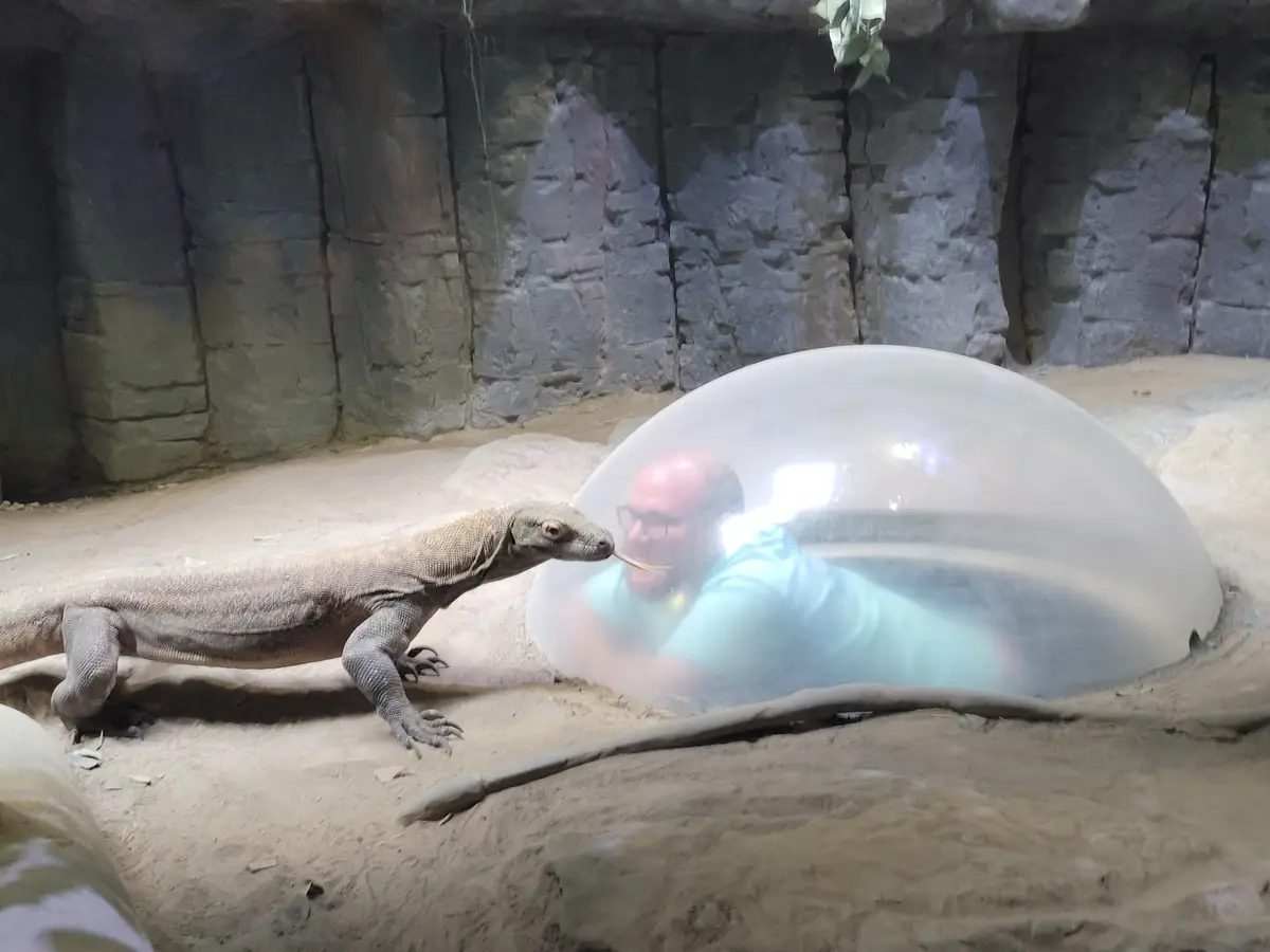 Up Close and Personal with a Komodo Dragon