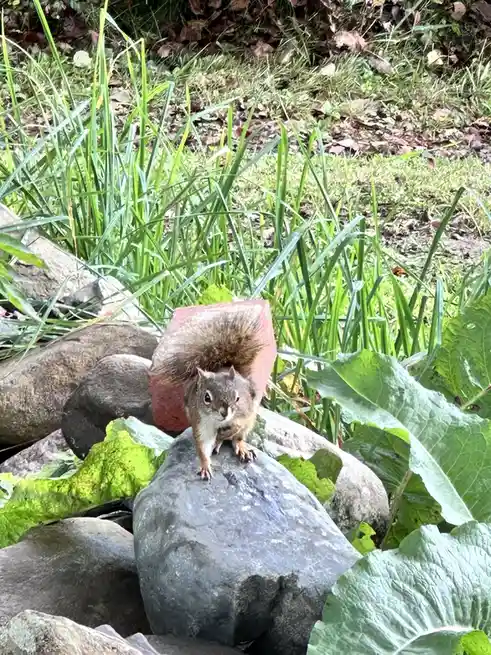 A squirrel stands upright on a gray rock in a garden, surrounded by green grass and large leaves, with a red brick visibly…
