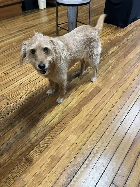 A scruffy, light-brown dog with a slightly wet-looking coat stands on a polished wooden floor, looking up at the camera with…