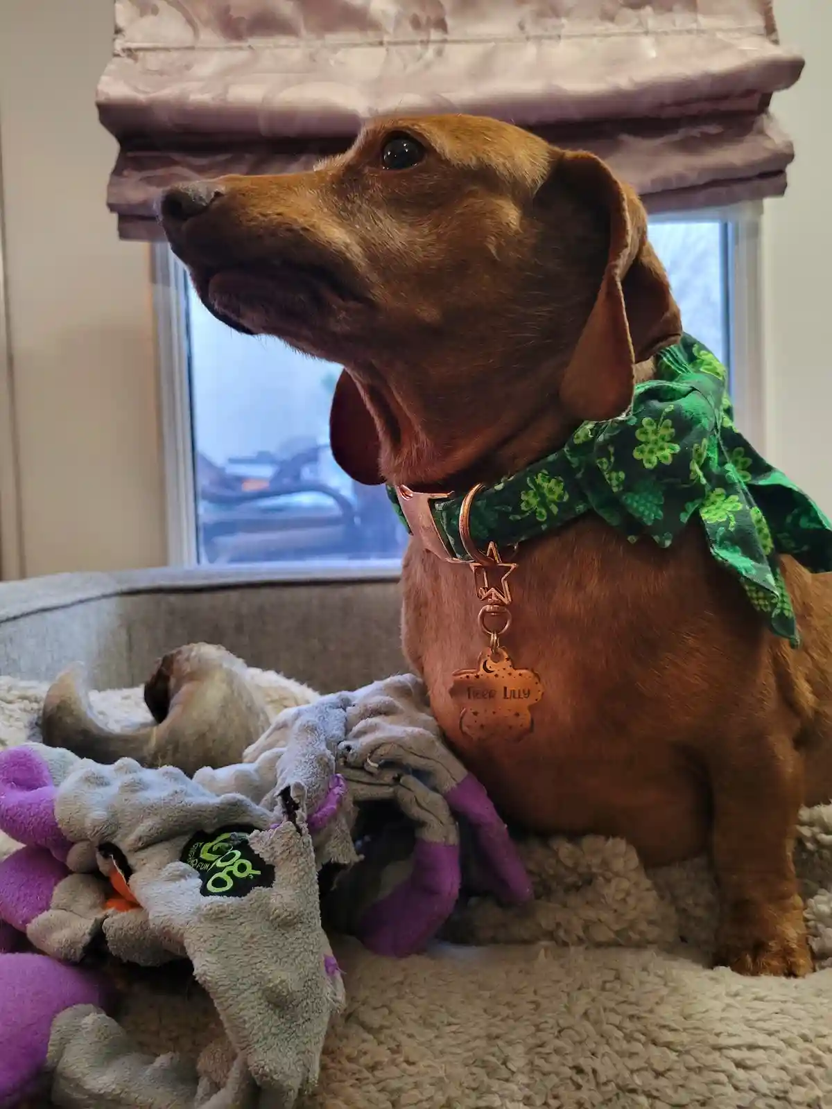 A brown dachshund named Tiger Lilly, wearing a green shamrock-patterned bandana and a rose-gold collar with a star-shaped…