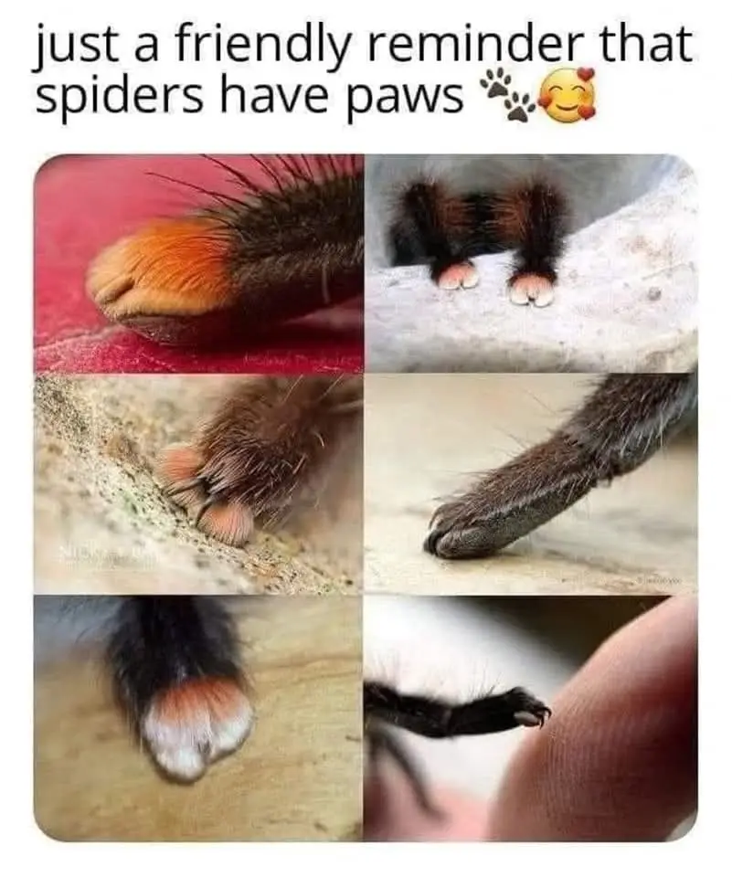 A six-panel collage shows close-up images of various spider legs and feet, highlighting their furry, clawed, and sometimes…