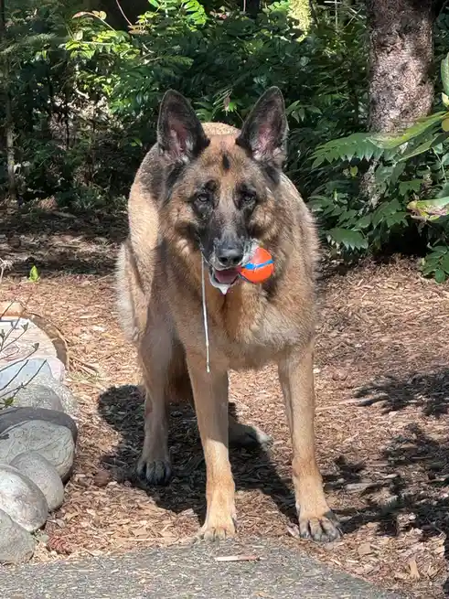 A German Shepherd dog stands outdoors on wood chip ground, holding an orange and blue ball in its mouth. A long, white…