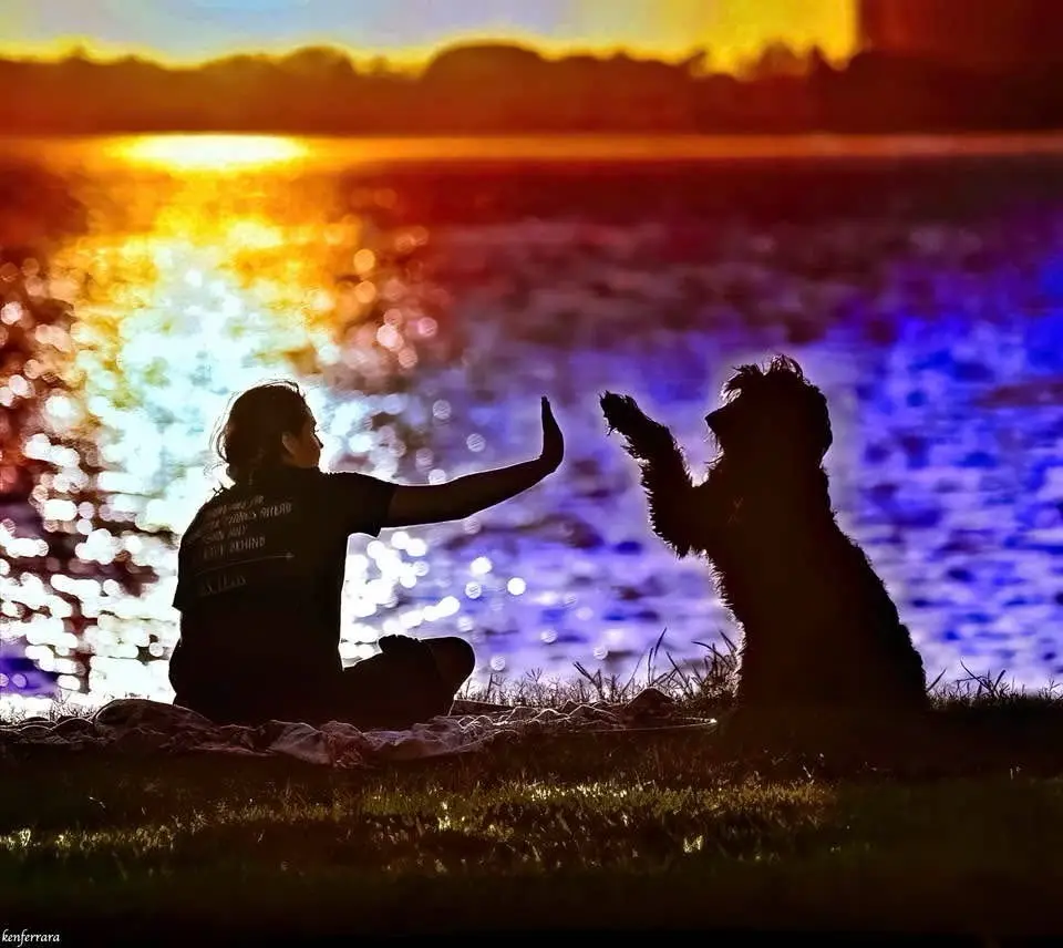 A person and a dog are silhouetted against a vibrant sunset over water, both raising one paw to give each other a high five…