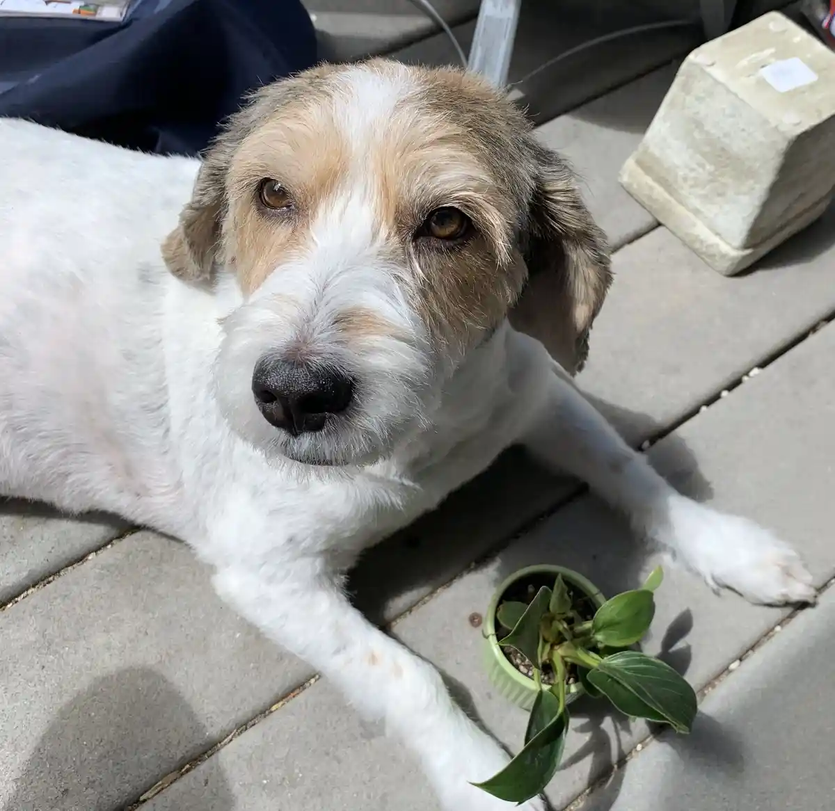 A white and tan dog with floppy ears lies on a paved patio, looking up at the camera with a pleading expression. Beside its…