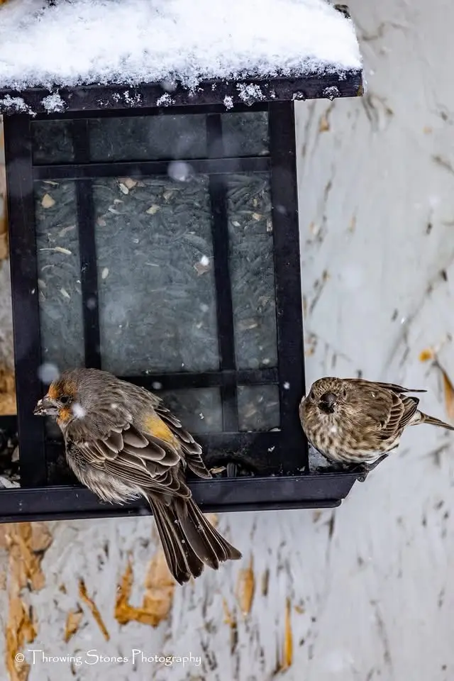 The Ultimate Feeder