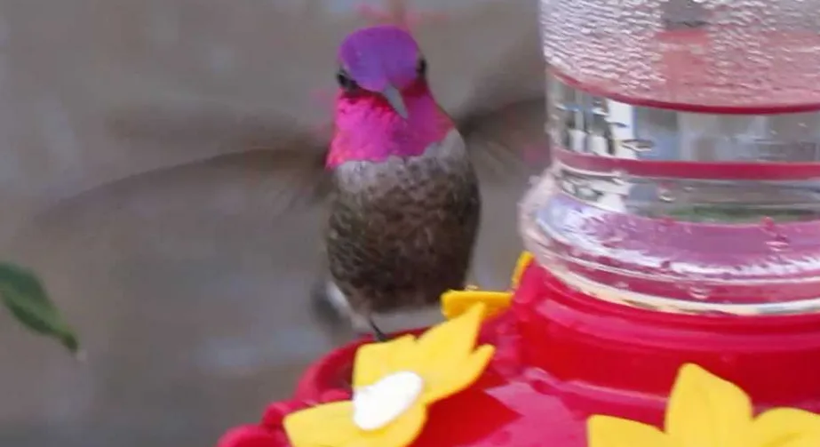 Meet Herb The Hummer: Your New Favorite Character