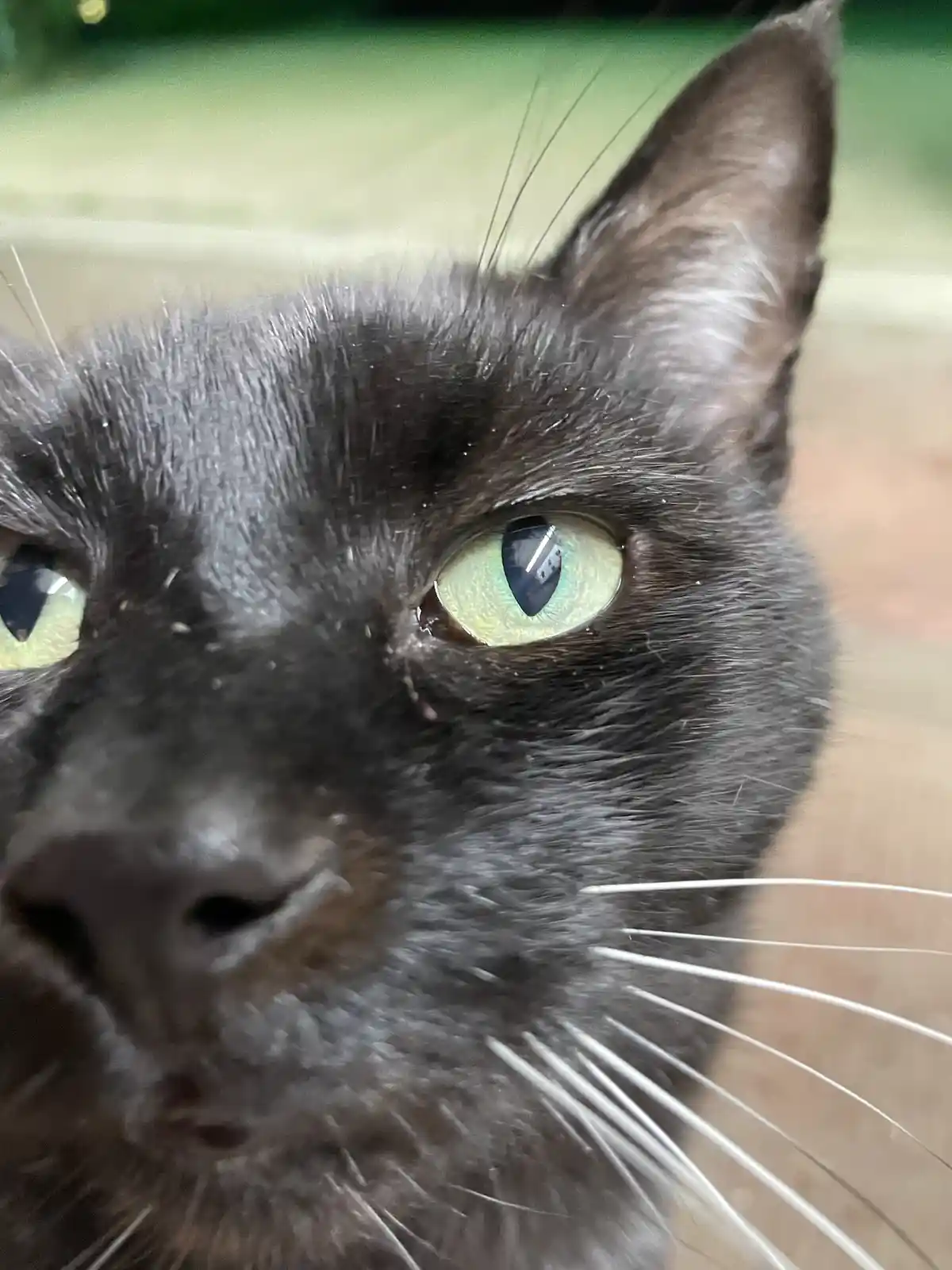 A close-up photo of a dark gray cat's face, focusing on its large, light green eyes and white whiskers. The cat's expression…
