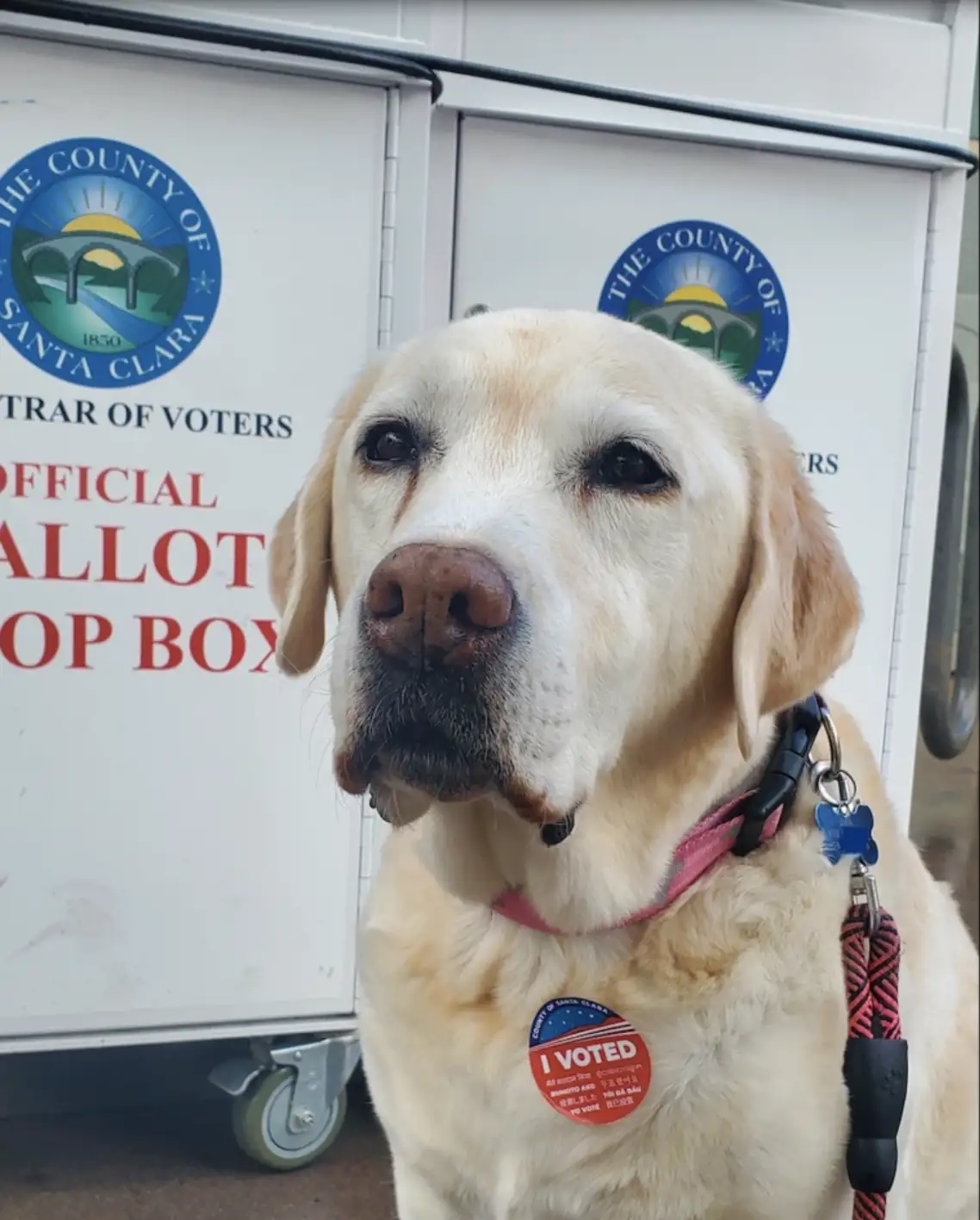 A light-colored Labrador Retriever sits in front of an official Santa Clara County ballot drop box, wearing a pink collar…