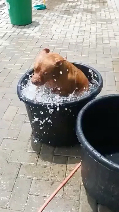 A brown dog is visibly splashing in a black plastic tub filled with water, with water droplets flying around it. The dog…