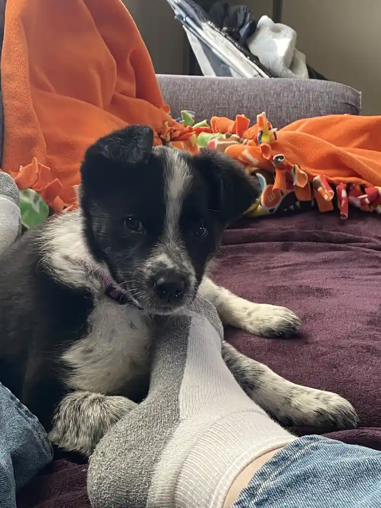 A black and white puppy with a sad, pleading expression sits on a person's lap, looking directly at the camera. The person…