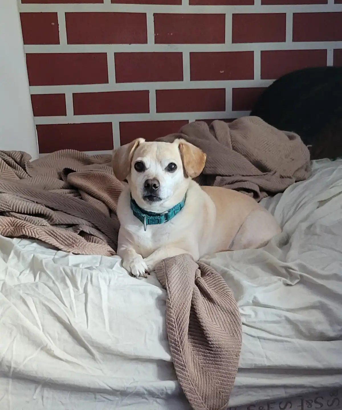 A small, light-colored dog with floppy ears and a teal collar lies on a rumpled bed with white sheets and a brown blanket…