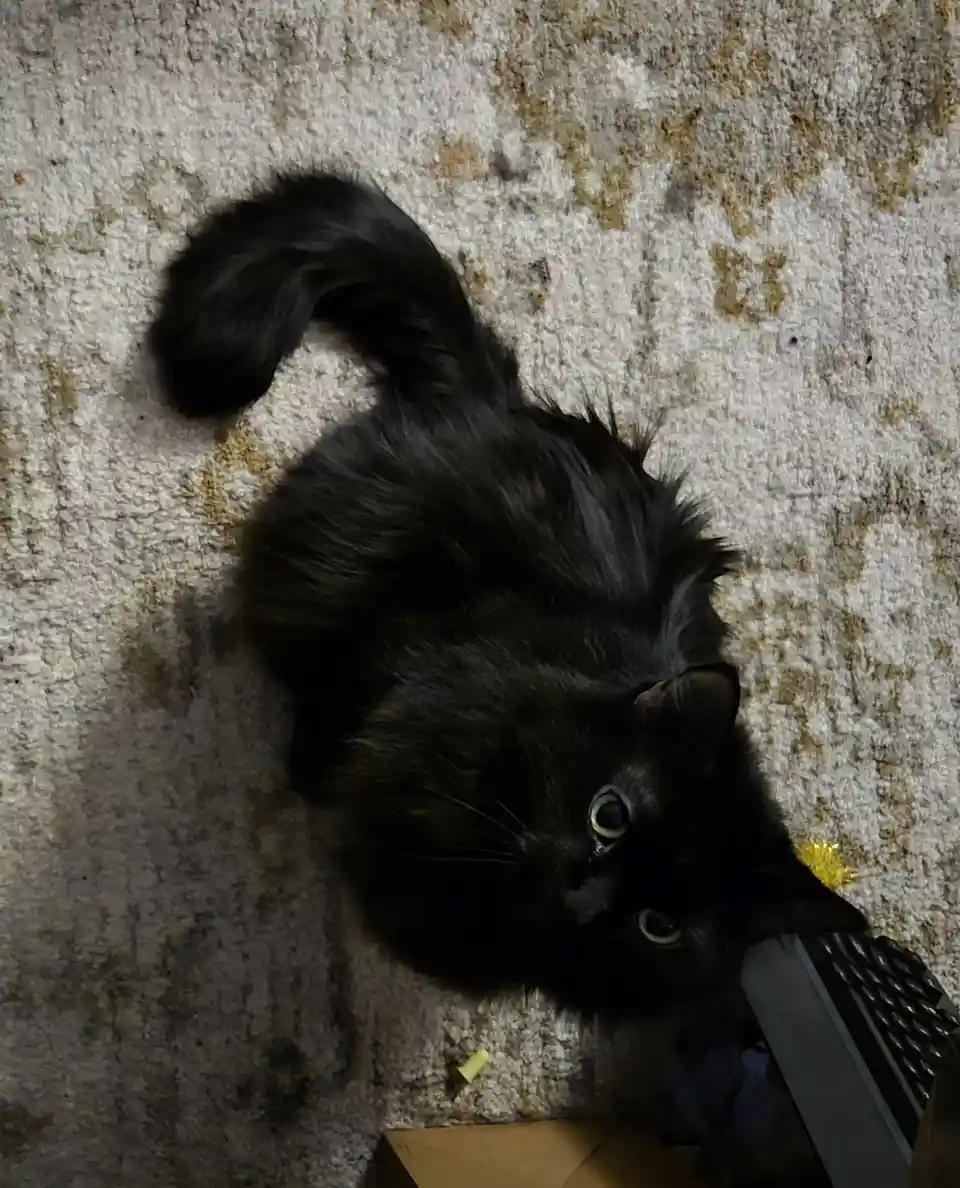 A black cat lies on its back on a worn, beige carpet, looking up with wide, innocent eyes. Its tail curls up near its head…