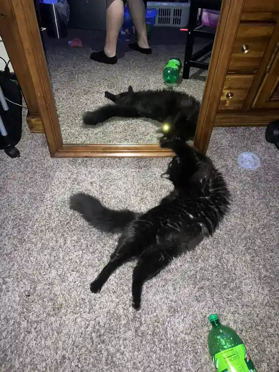 A black cat lies on its back on a carpeted floor, paws raised toward a green laser dot projected onto its reflection in a…