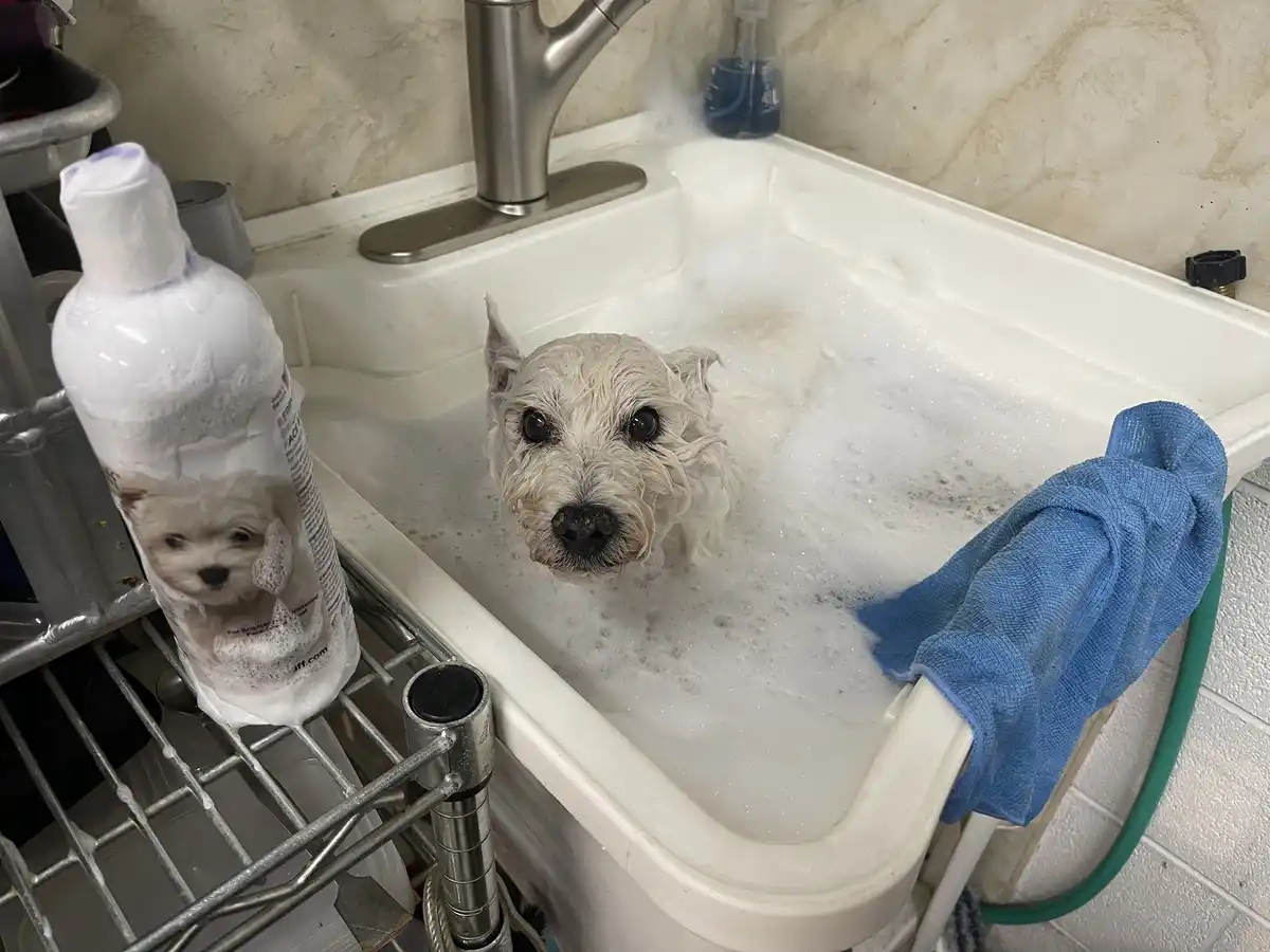 A small white dog with wet, soapy fur is sitting in a sink full of bubbles, looking directly at the camera with a sad or…