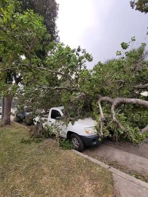 A large tree has fallen onto a white pickup truck parked on a street, completely covering the cab and hood. The truck is…