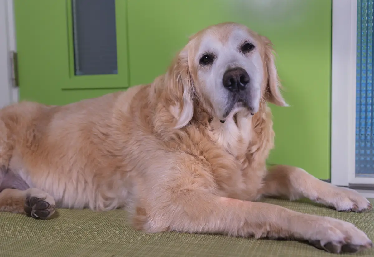 A golden retriever with a calm, slightly weary expression lies on a green mat in front of a bright green door. The dog's fur…
