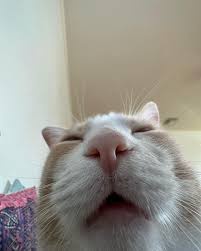 A close-up photo of a light-colored cat with its eyes closed and mouth slightly open, appearing serene or content. The image…