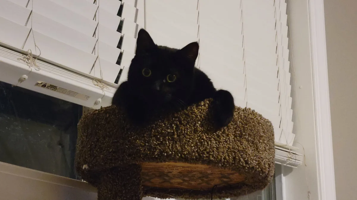 A black cat with wide, startled eyes sits atop a brown, textured cat tree perch positioned in front of white window blinds…