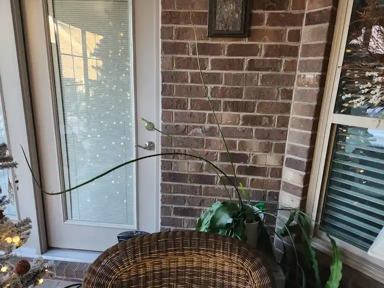 A potted plant with a single long, thin green stem arching dramatically over a wicker chair and toward a glass door, as if…