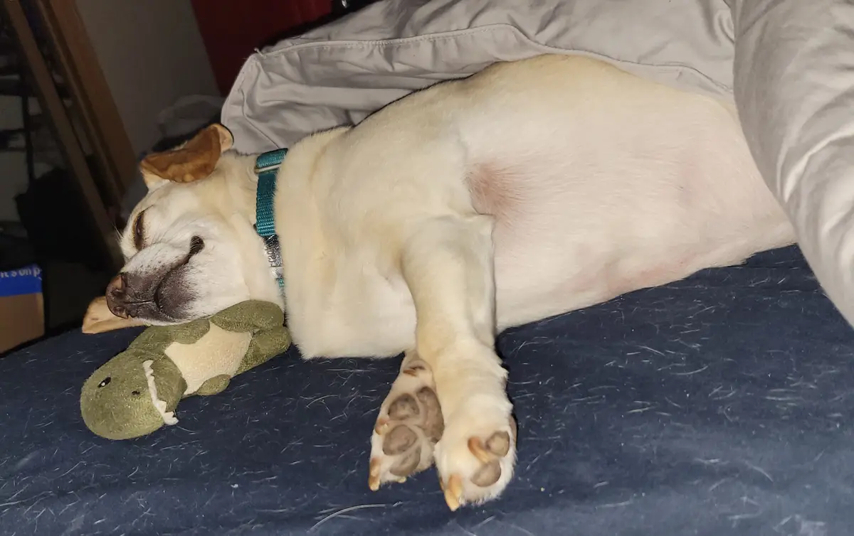 A light-colored dog with a teal collar is sleeping soundly on its side on a dark blue bedspread, its head resting on a green…
