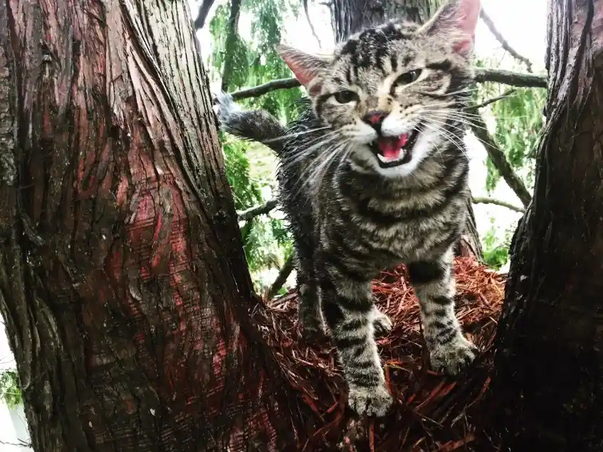 a tabby cat with a striped coat is perched between two tree trunks, surrounded by reddish-brown pine needles, and is baring…