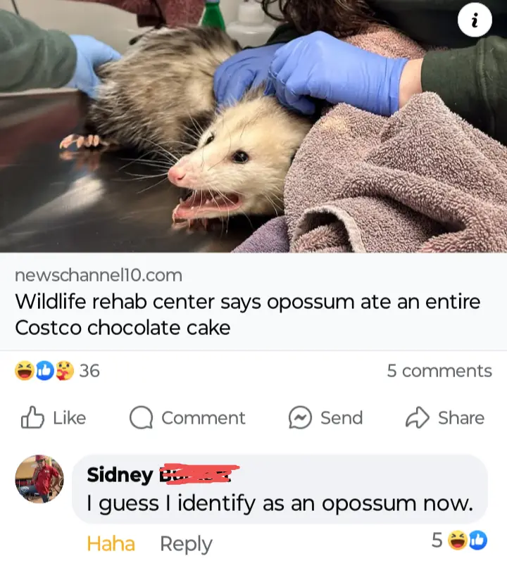 A photo shows a small, furry opossum with its mouth open, being held by gloved hands on a table, wrapped partially in a…