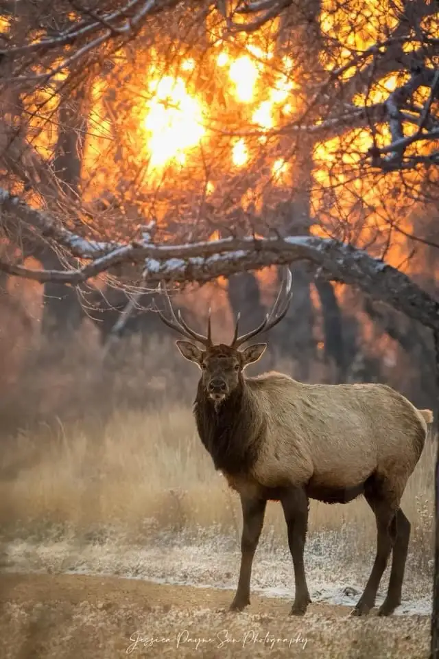 A majestic elk with large antlers stands in a snowy, wooded area, looking directly at the camera. Behind it, a brilliant…