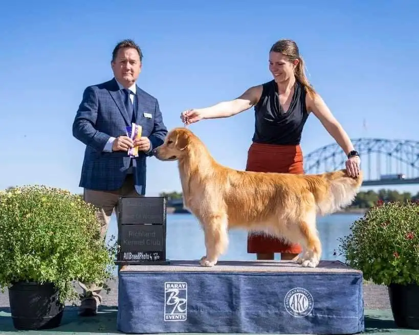 A golden retriever stands proudly on a blue show bench at an outdoor dog competition, being presented by a smiling handler…